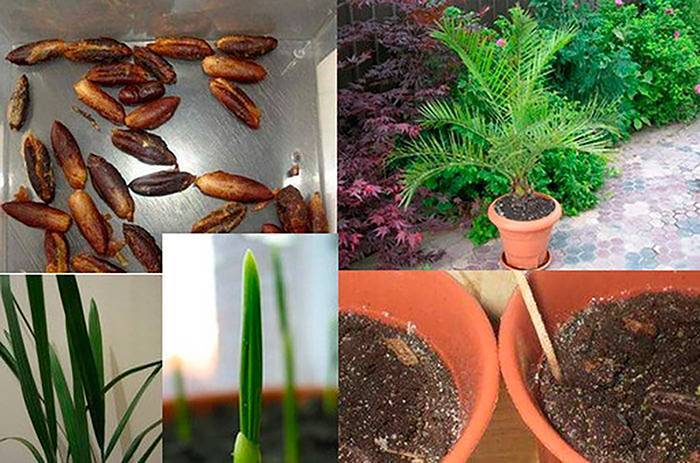 Финиковая пальма в домашних условиях из косточки, уход, пересадка и проблемы в выращивании