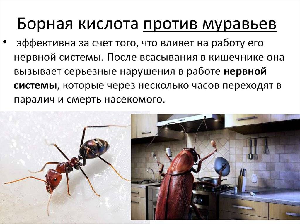 Как используется борная кислота от муравьев в саду и дома. борная кислота от муравьев в квартире