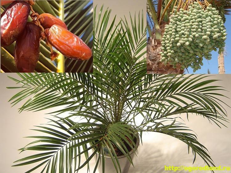 Топ-7 видов финиковых пальм и выращивание из косточки в домашних условиях