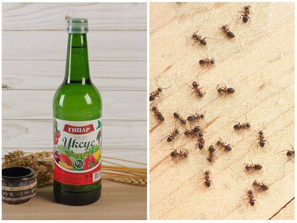Как избавиться от муравьев в доме и квартире