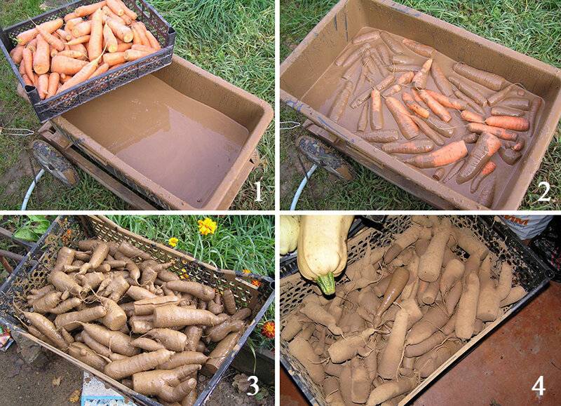 Простые правила: когда начинать уборку урожая моркови и свеклы и как хранить их зимой в погребе?