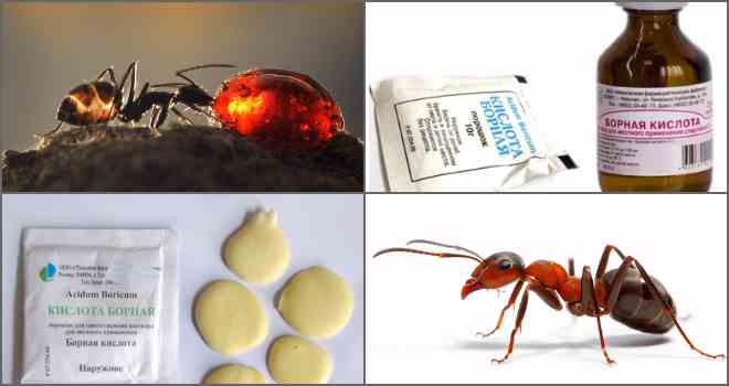 Борная кислота от муравьёв в квартире, доме, на даче и огороде: рецепты отравы, эффективность метода