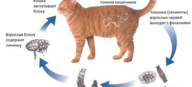 Как обработать котенка от блох и глистов (гельминтов)? | апиценна