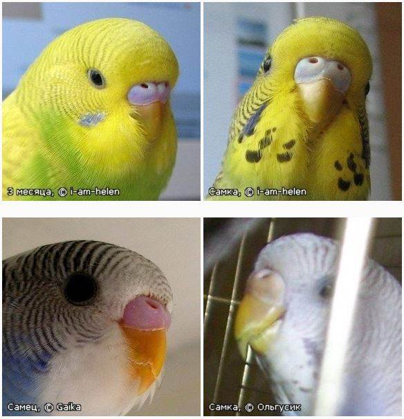 Волнистый питомец: как правильно выбирать говорящего попугая