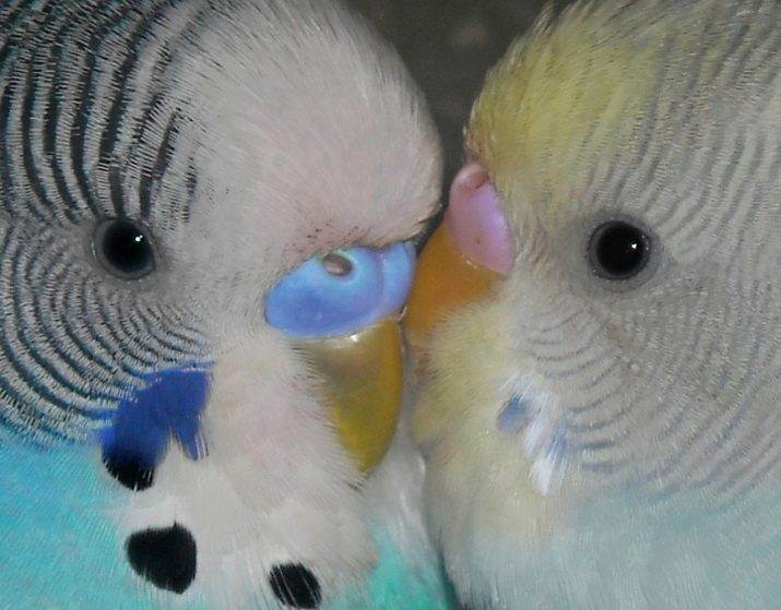 Как определить пол волнистого попугая по клюву и узнать его возраст?