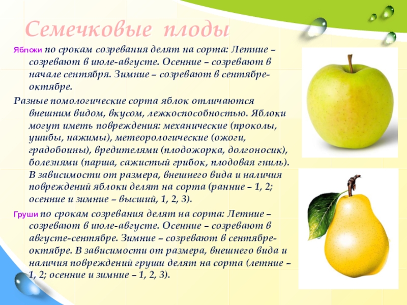 Сроки созревания яблони. Семечковые плоды. Семечковые плоды сорта. Помологические сорта яблок. Сроки созревания яблок по сортам.