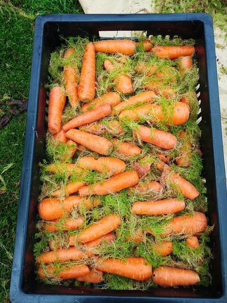 Как лучше хранить зимой овощи: морковь, капусту, свеклу, чеснок, лук, тыкву, картофель, яблок и орехи