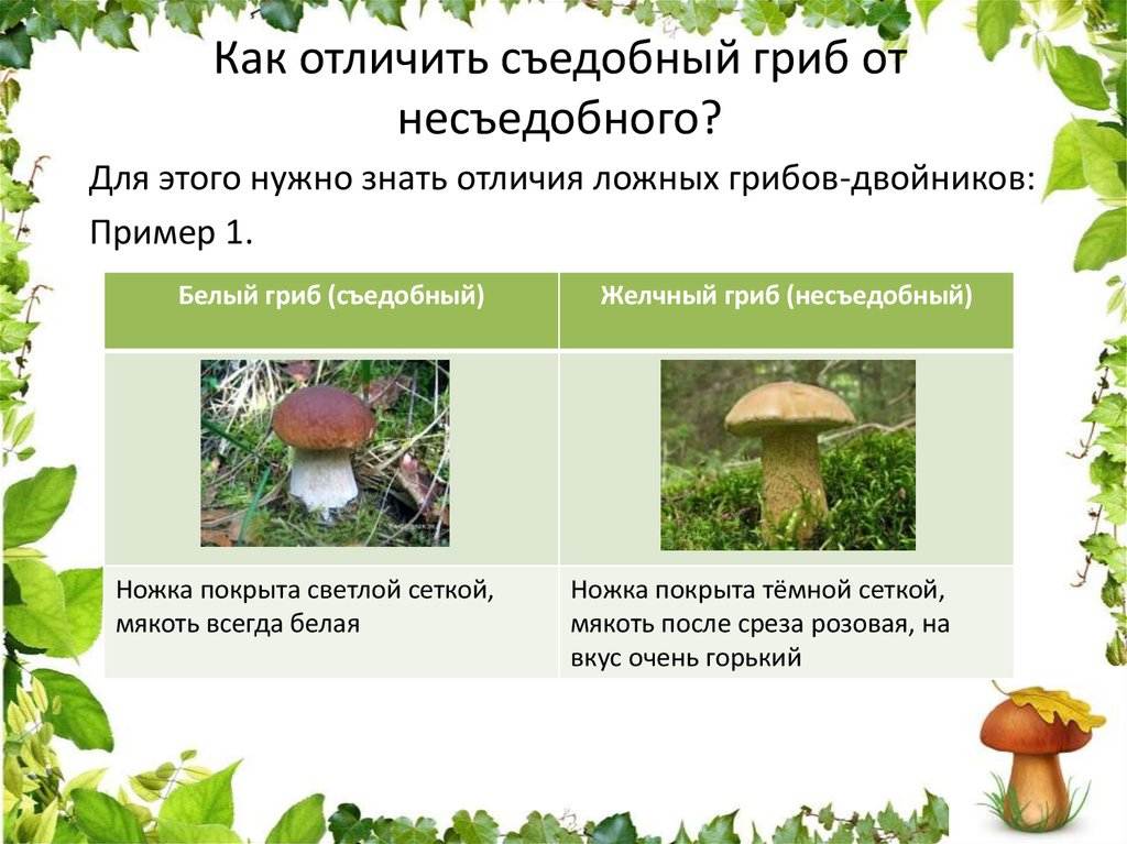 Виды грибов: съедобные, несъедобные, условно-съедобные грибы (список с фото и названиями)