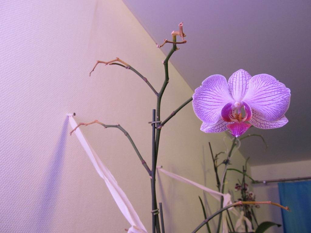 Нюансы ухода: что делать со стрелкой орхидеи после цветения?