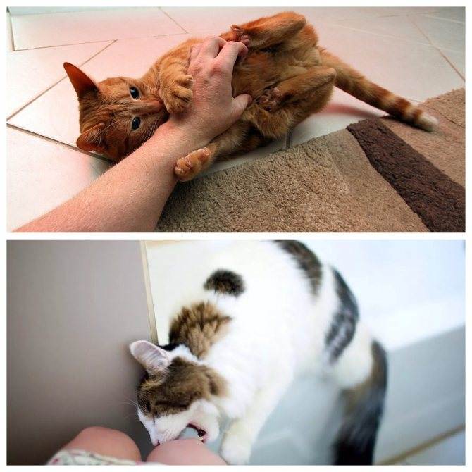 Как отучить котенка кусаться и царапаться во время игры :: syl.ru