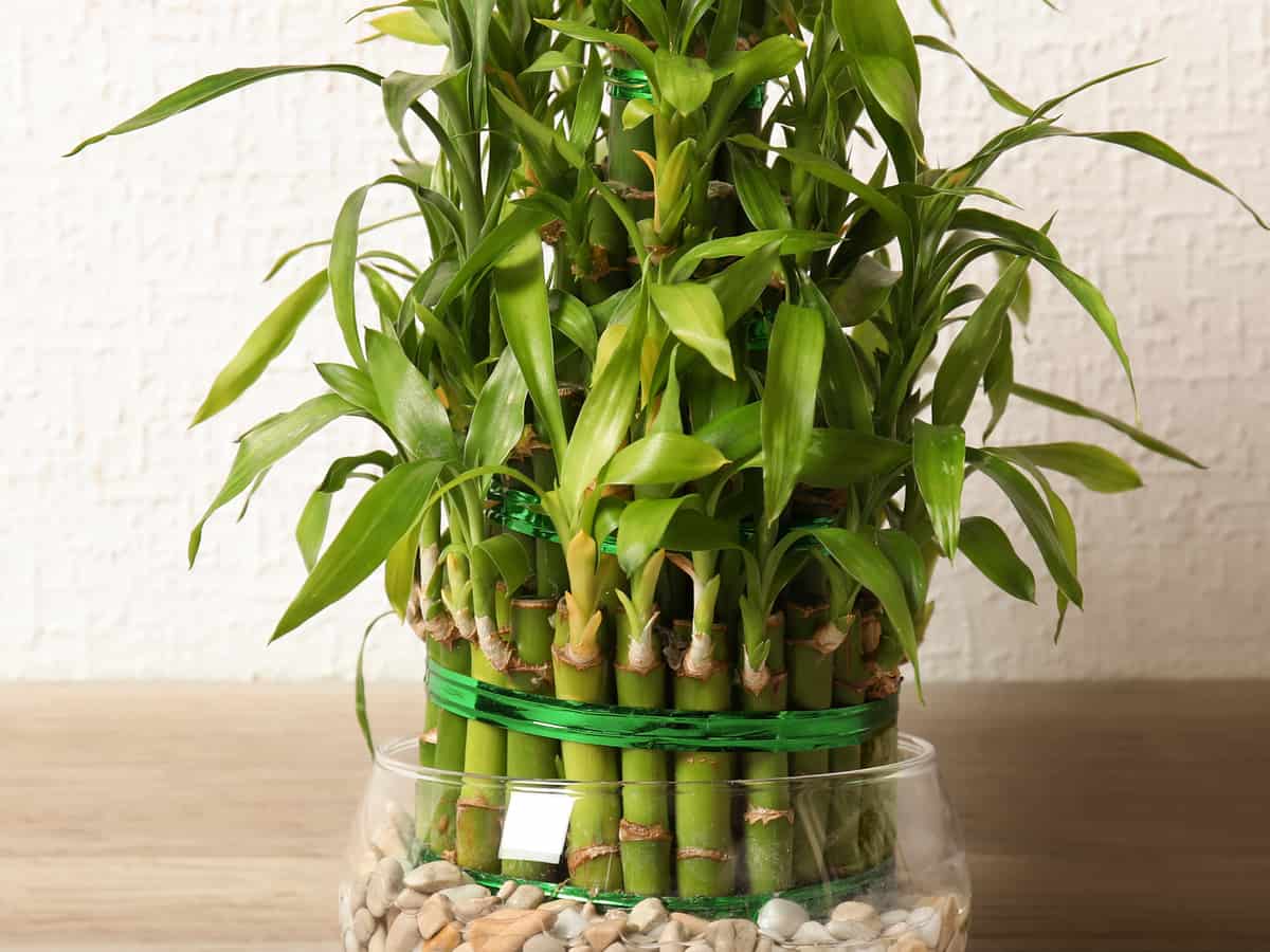 Комнатный бамбук: уход за растением в домашних условиях