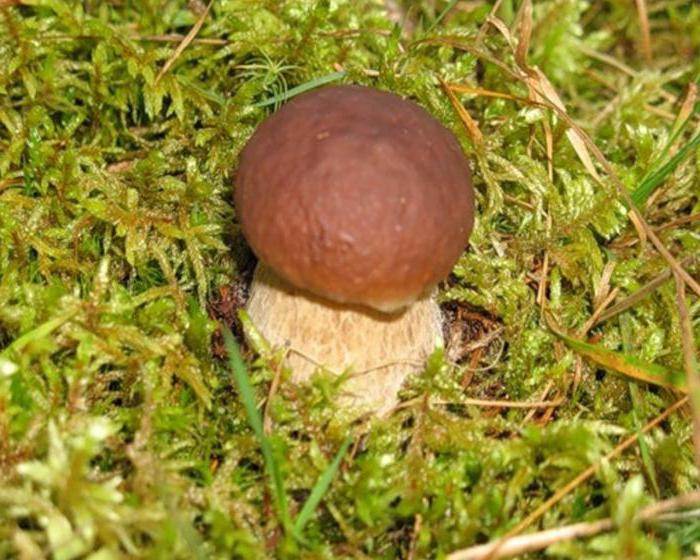 За какое время вырастает гриб. грибы после дождя