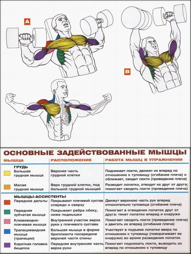 Накачать грудные гантелями