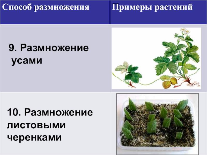 Цветок афеландра: уход в домашних условиях, фото, размножение