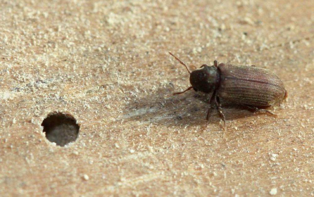 Как избавиться от жука короеда в деревянном доме: проверенные средства, обработка своими руками, вывести и уничтожить самостоятельно