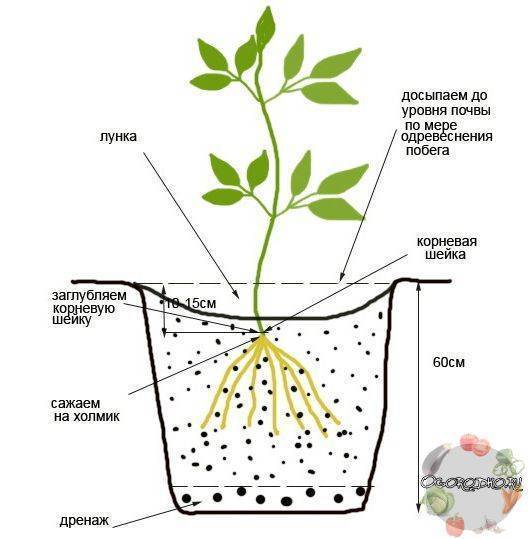 Как выглядит растение хмель и как его выращивать - сибирский сад