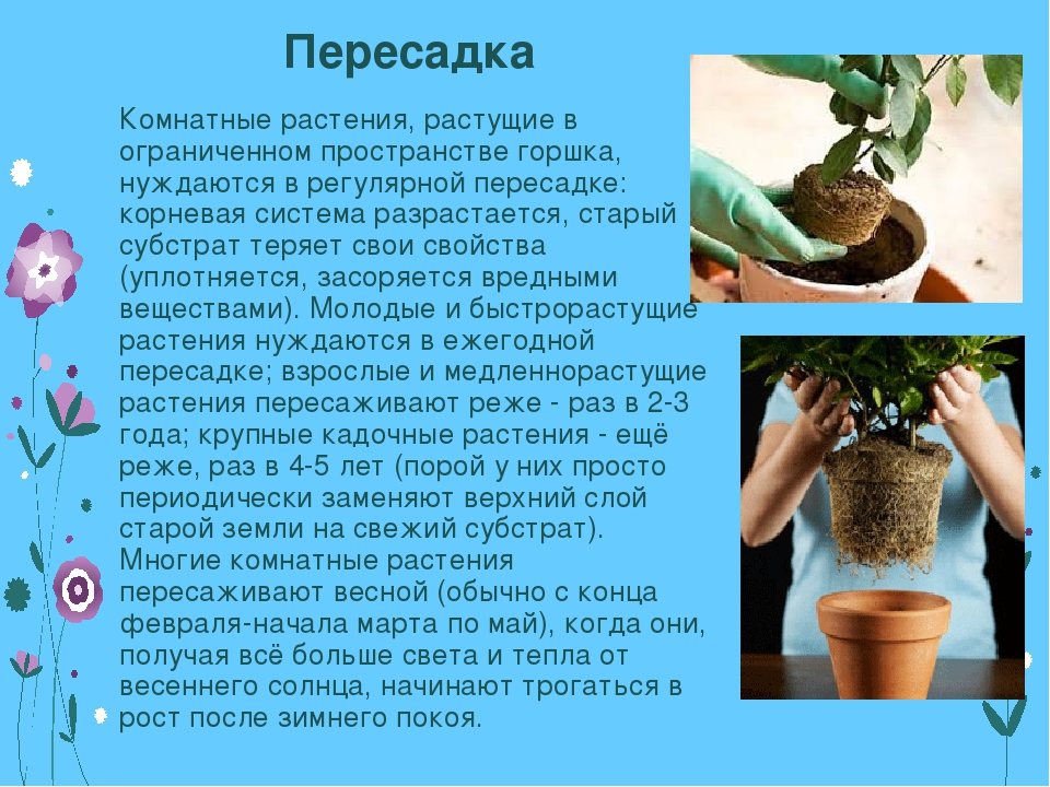 Как правильно пересадить кактус в домашних условиях
