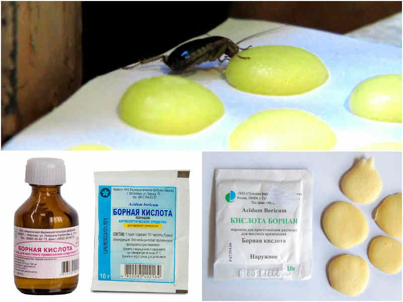 Борная кислота от тараканов - рецепт с яйцом: отзывы, пропорции