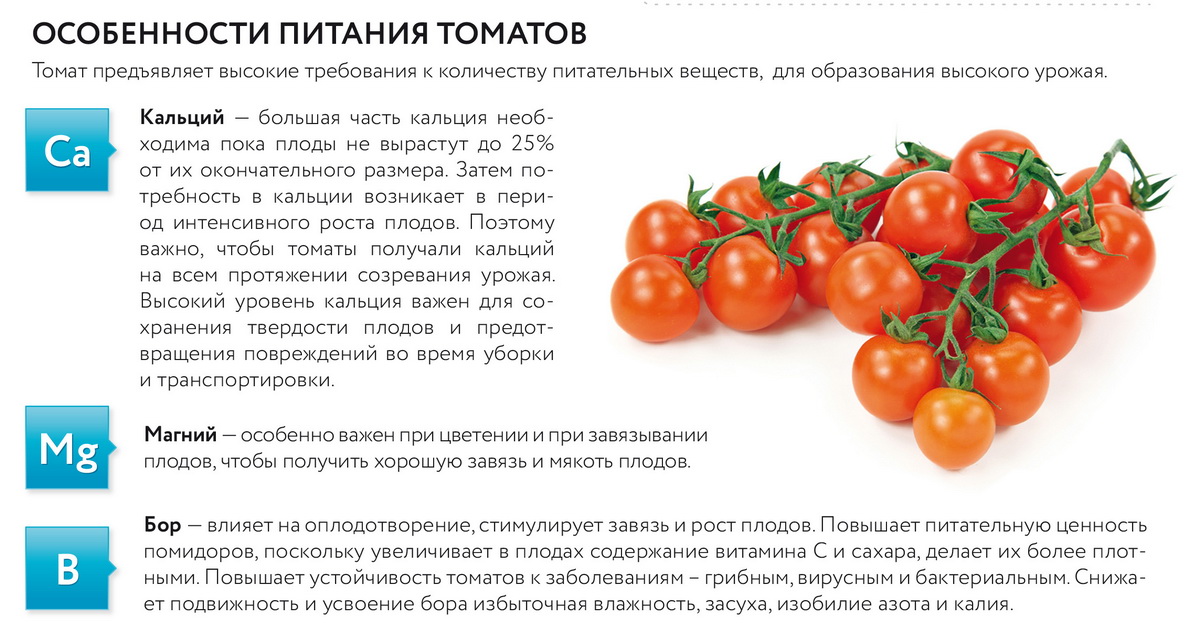 Как сохранить помидоры свежими до начала следующего дачного сезона?