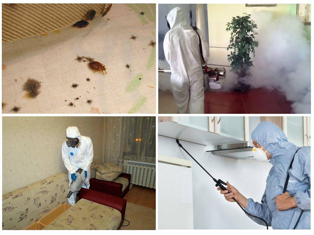 Дезинфекция от тараканов: профессиональная обработки квартиры от насекомых