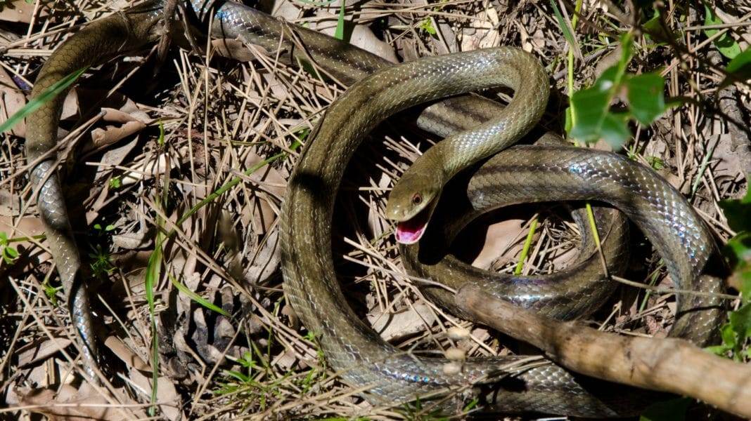 Как можно отпугнуть змей с дачного участка – все известные способы