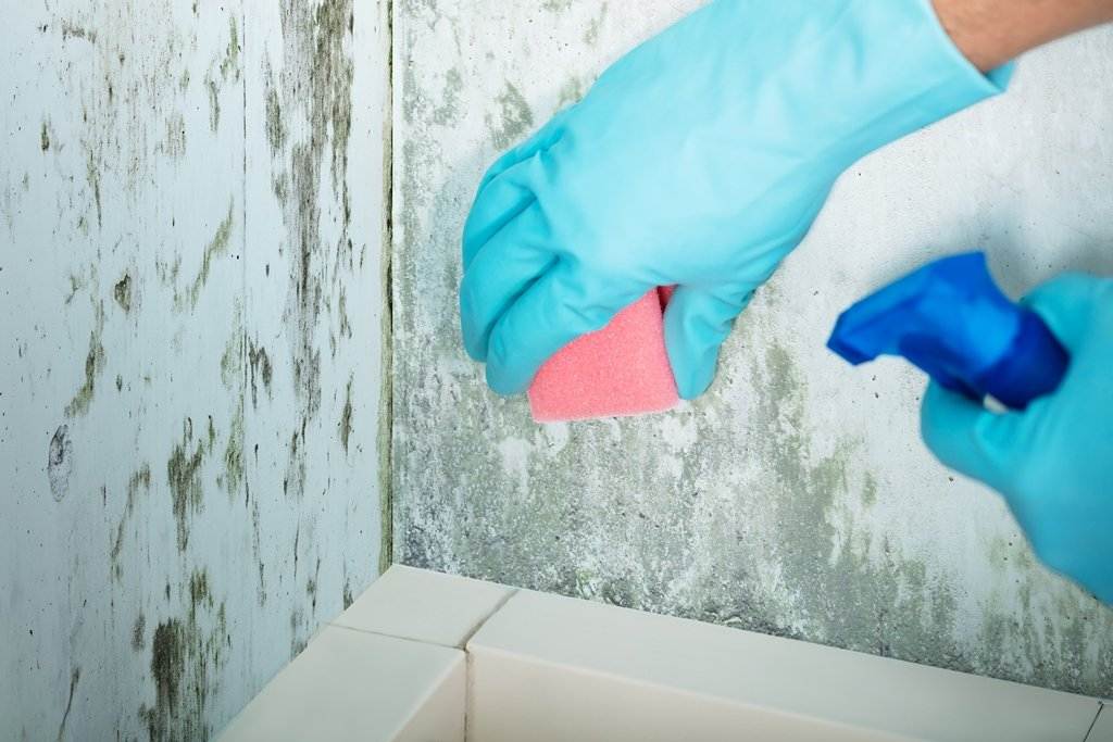 Как избавиться от плесени на стенах в квартире своими руками