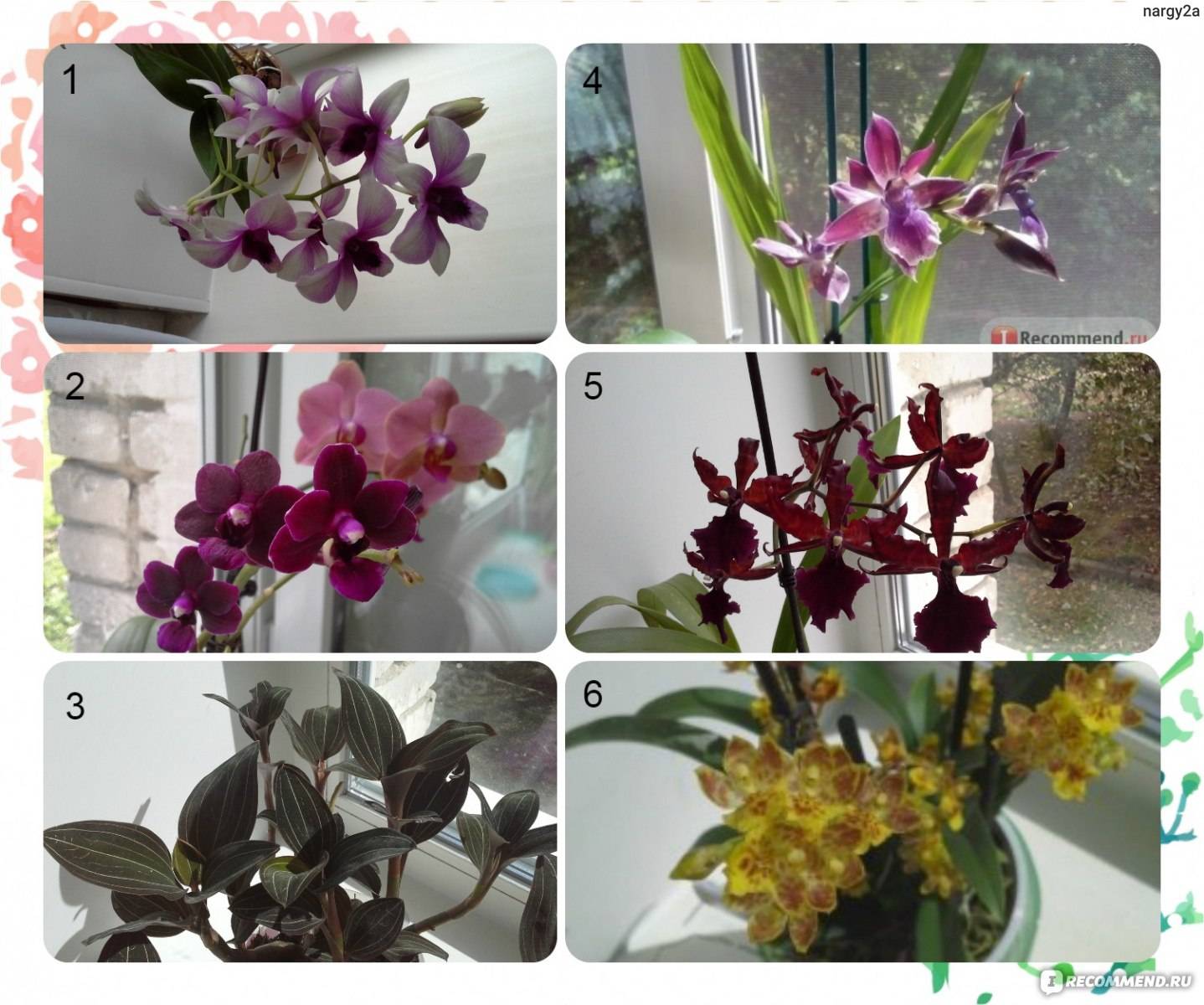 Камбрия – содержание орхидеи в домашних условиях