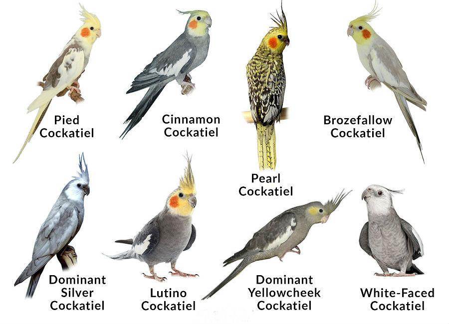 Как определять пол попугая корелла