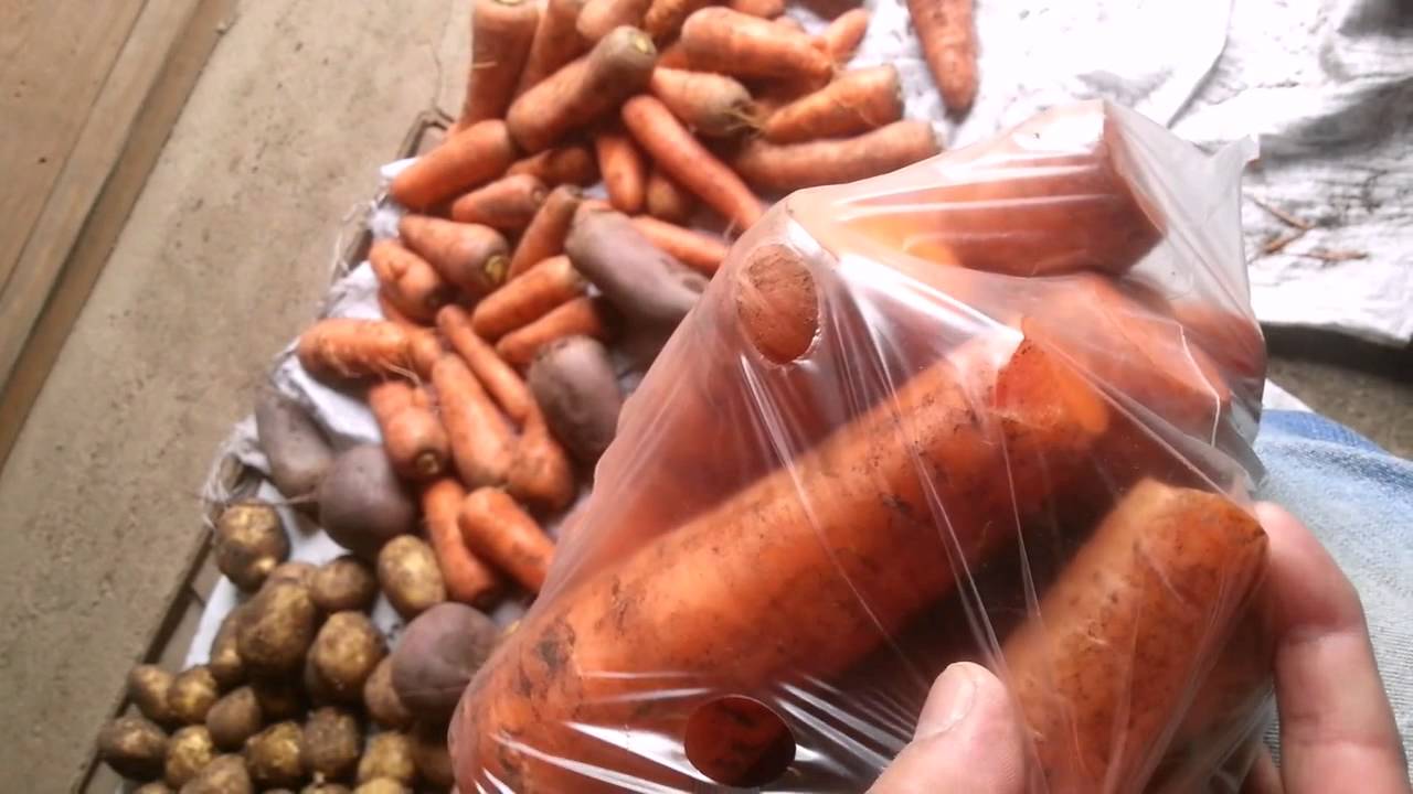 Как правильно и где хранить морковь и свеклу зимой: способы хранения в квартире и погребе
