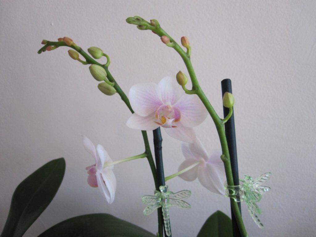 Надо ли обрезать отцветшие цветоносы у орхидеи: как и когда это можно делать