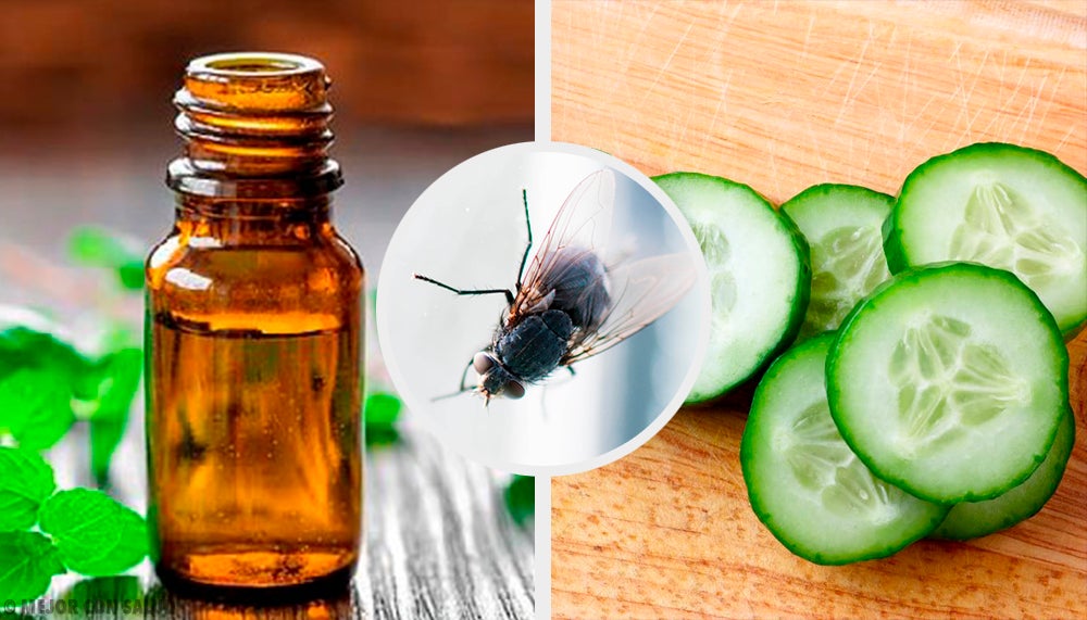 Как избавиться от мух в доме, не используя химию: помогут 6 растений