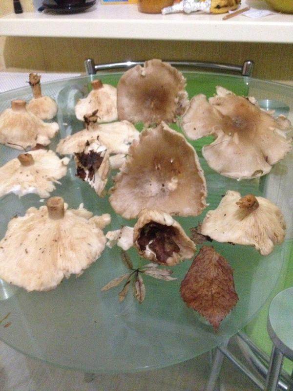 Топ 30 опасных грибов для человека