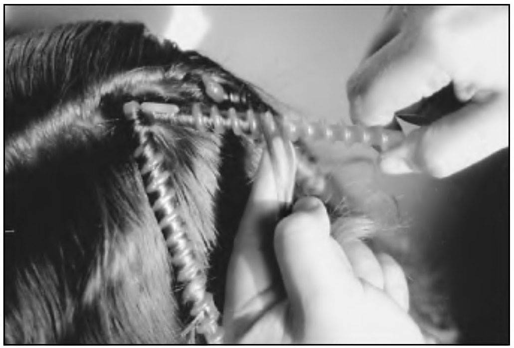 Бигуди спиральные с крючком - как пользоваться на коротких, средних и длинных волосах в домашних условиях, фото, отзывы
