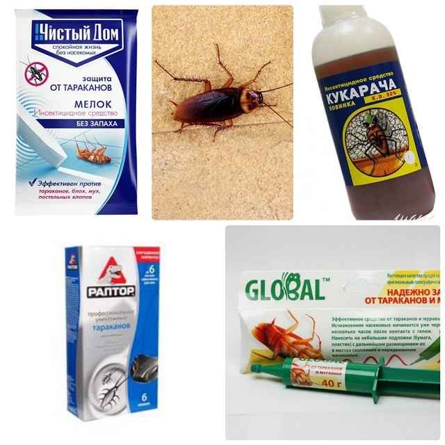 Чем уничтожить тараканов в частном доме - эффективные средства и способы