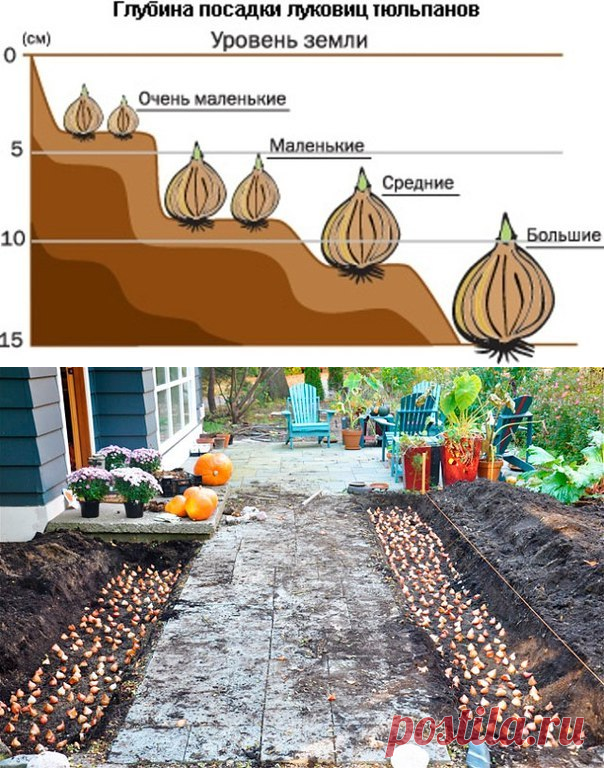 Схема высадки тюльпанов