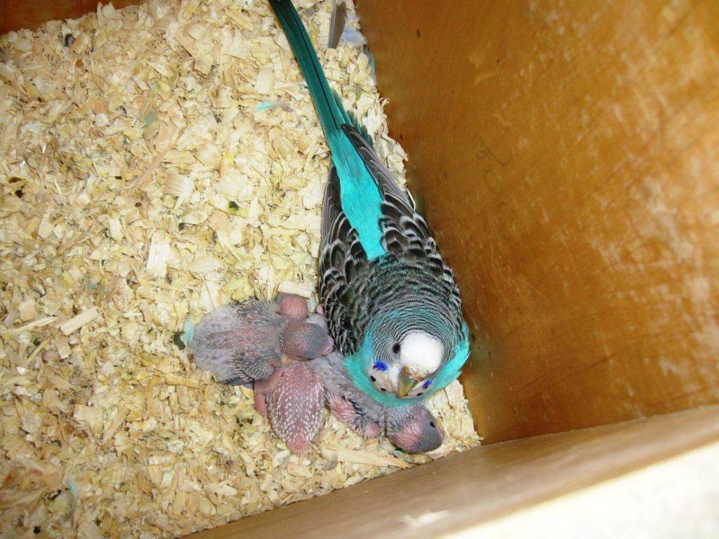 Волнистые попугаи: содержание и уход в домашних условиях