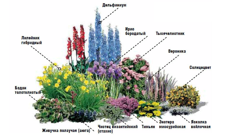 Клумба с названиями растений фото и схема