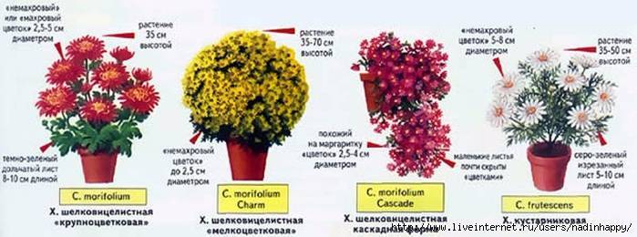 Садовые хризантемы: посадка и уход в открытом грунте