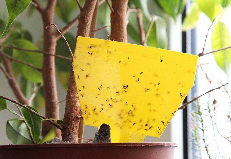 Мошки в комнатных цветах, что за насекомые и как избавиться от них. как избавиться от мошек в цветах – практические рекомендации