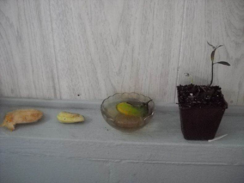Как вырастить манго из косточки: пошаговая инструкция с фото