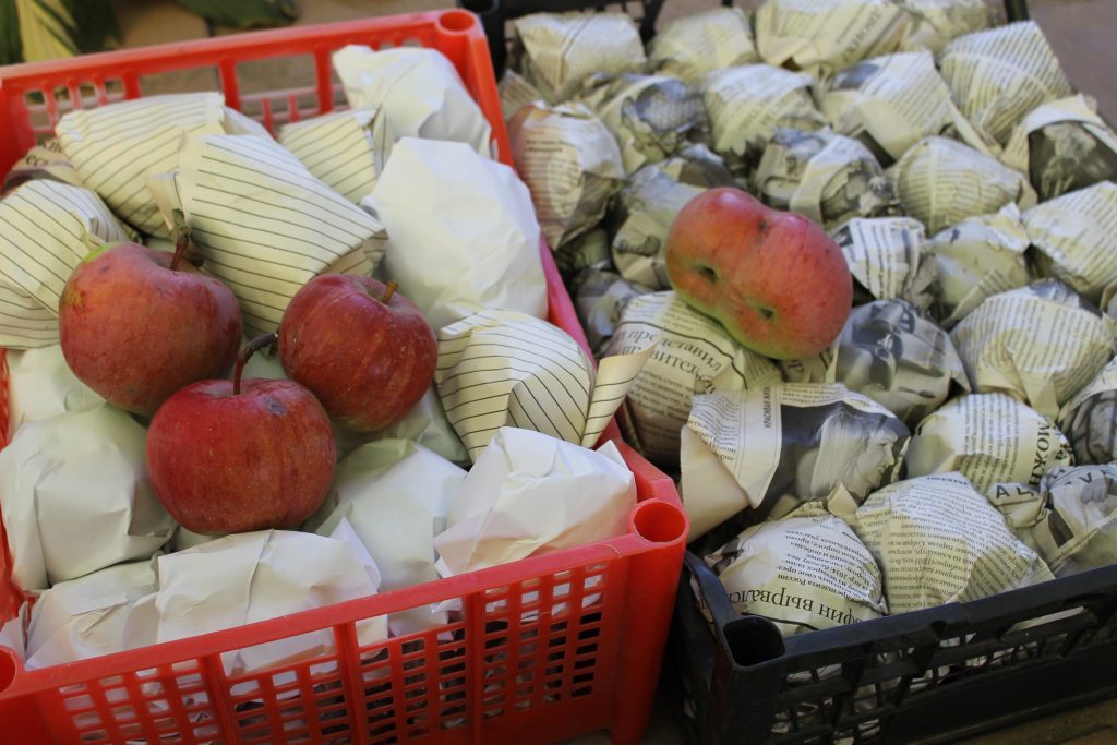 Хранение яблок в домашних условиях на зиму: чем обрабатывают фрукты для длительного хранения