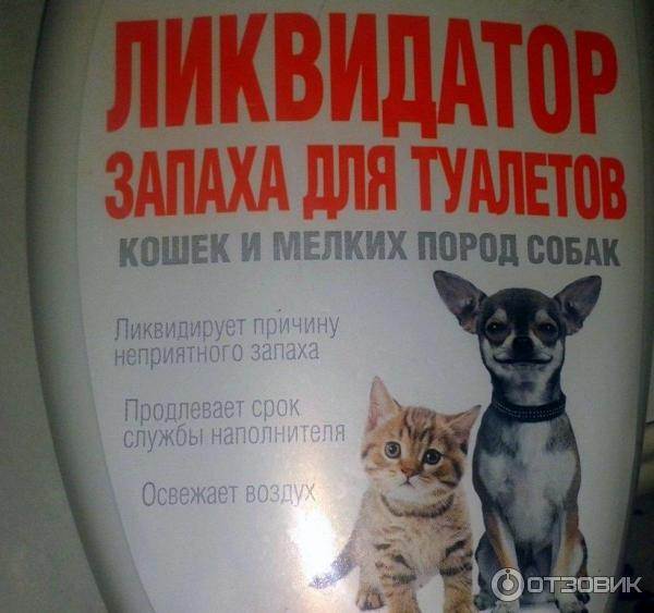 Чем мыть кошачий лоток, чтобы не было запаха мочи: советы хозяйкам