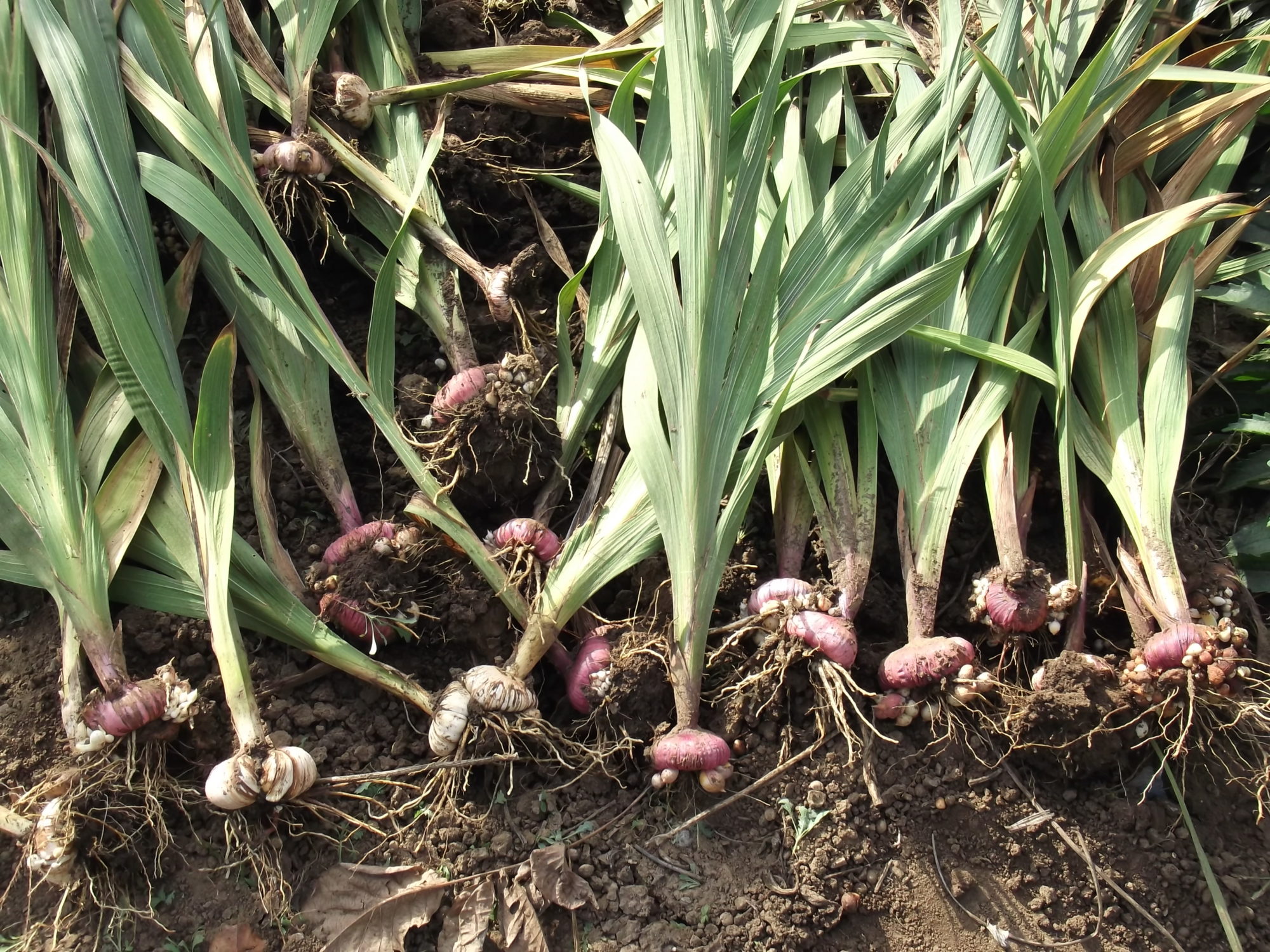 Посадка луковиц и деток гладиолуса в грунт весной: правила, сроки, подготовка