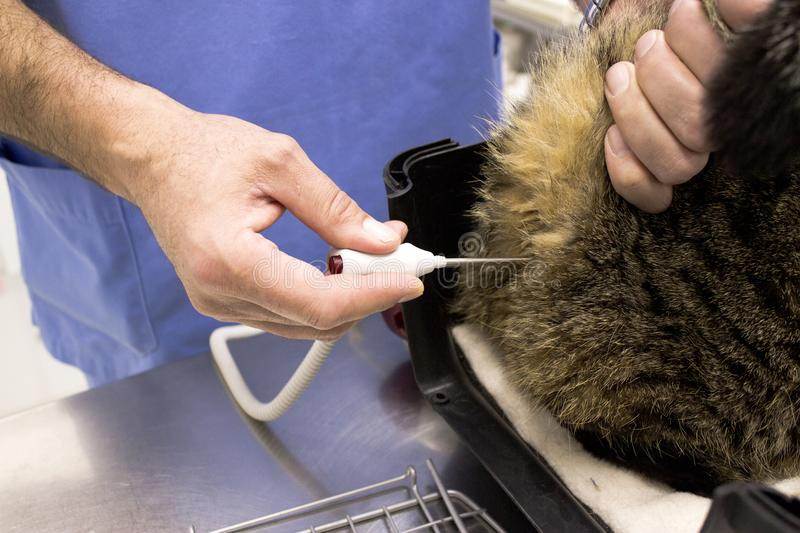 Температура кошки: норма, как измерить, как сбить | блог ветклиники "беланта"