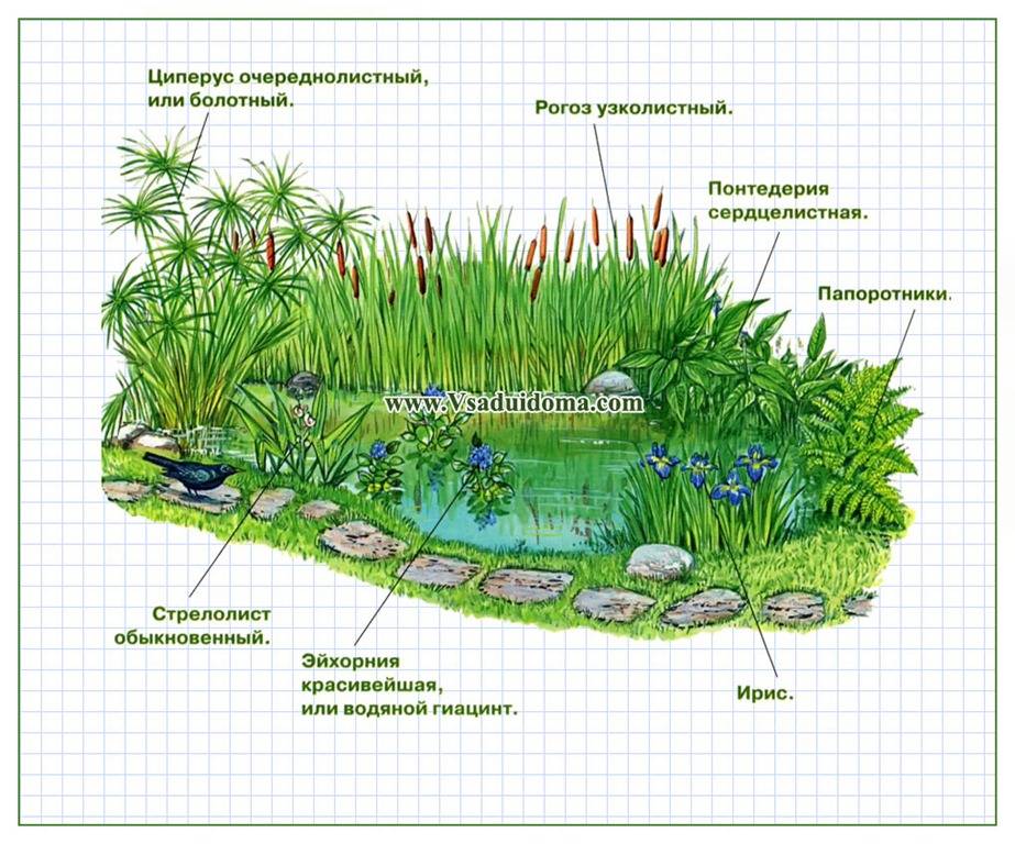 Эскиз пруда на участке