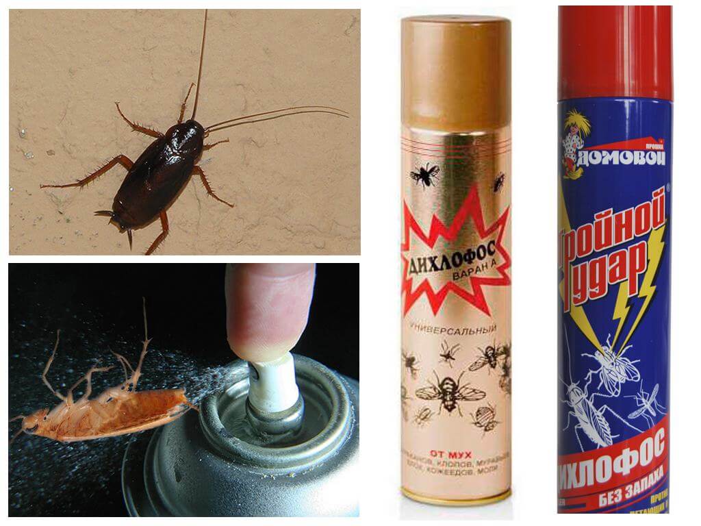 Дихлофос: как действует на тараканов, помогает ли, отзывы