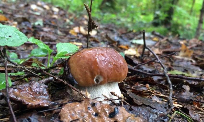 Когда собирать грибы после дождя. рост грибов разных видов | дачная жизнь