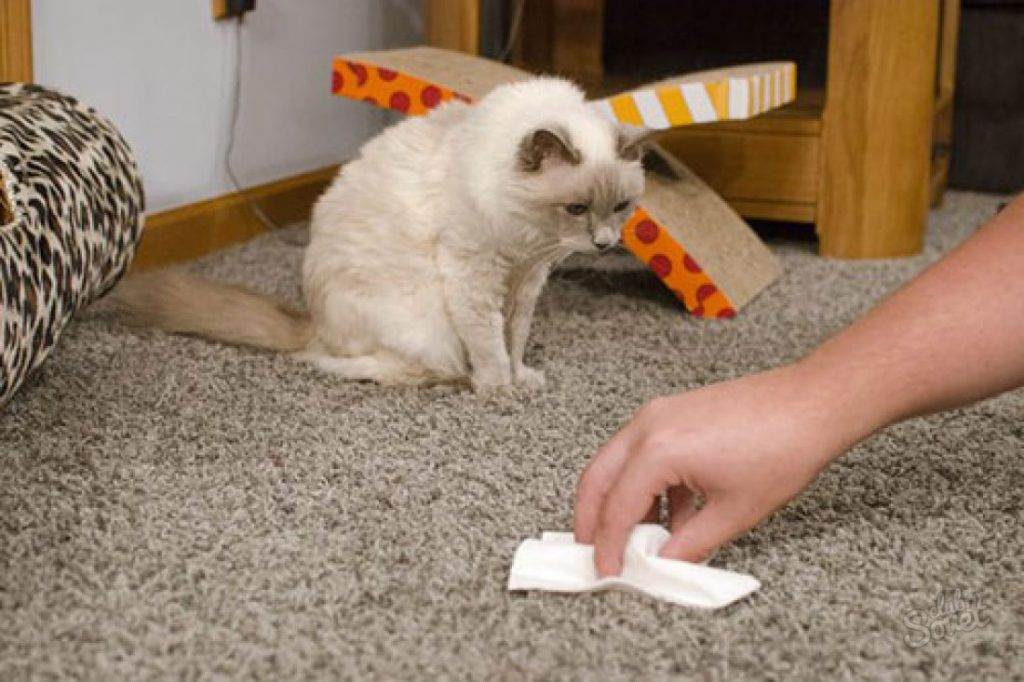 Как избавиться от запаха кошачьей мочи на диване, чем и как вывести в домашних условиях, омыть и очистить, чем можно убрать запах, народные средства
