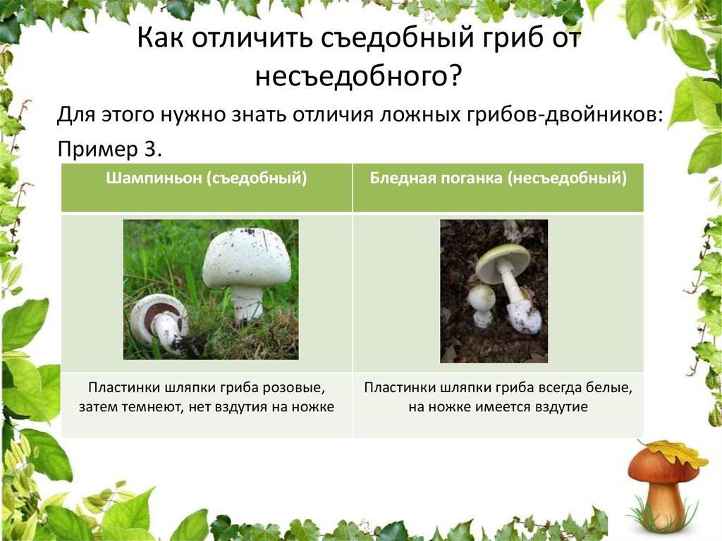 Как отличить съедобный гриб от несъедобного: отличия хороших и плохих видов, признаки ядовитости