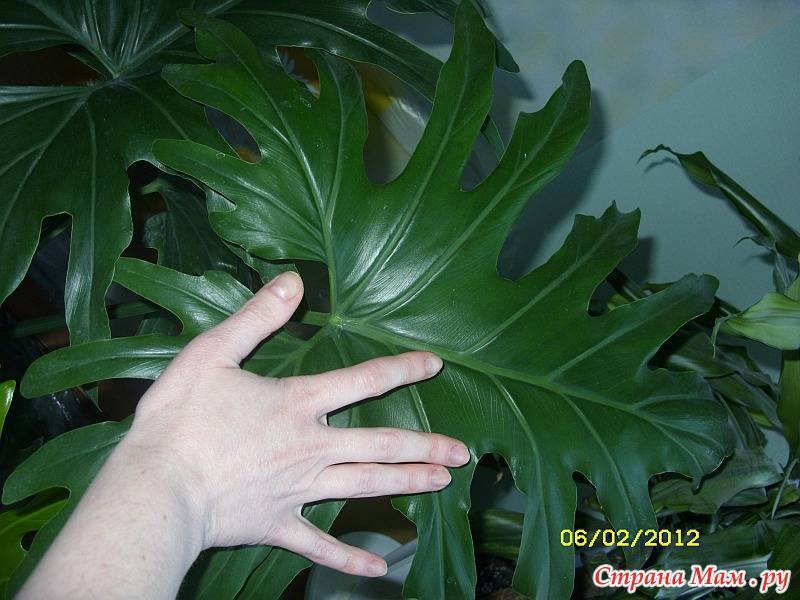 Филодендрон: уход в домашних условиях за вечнозеленым растением